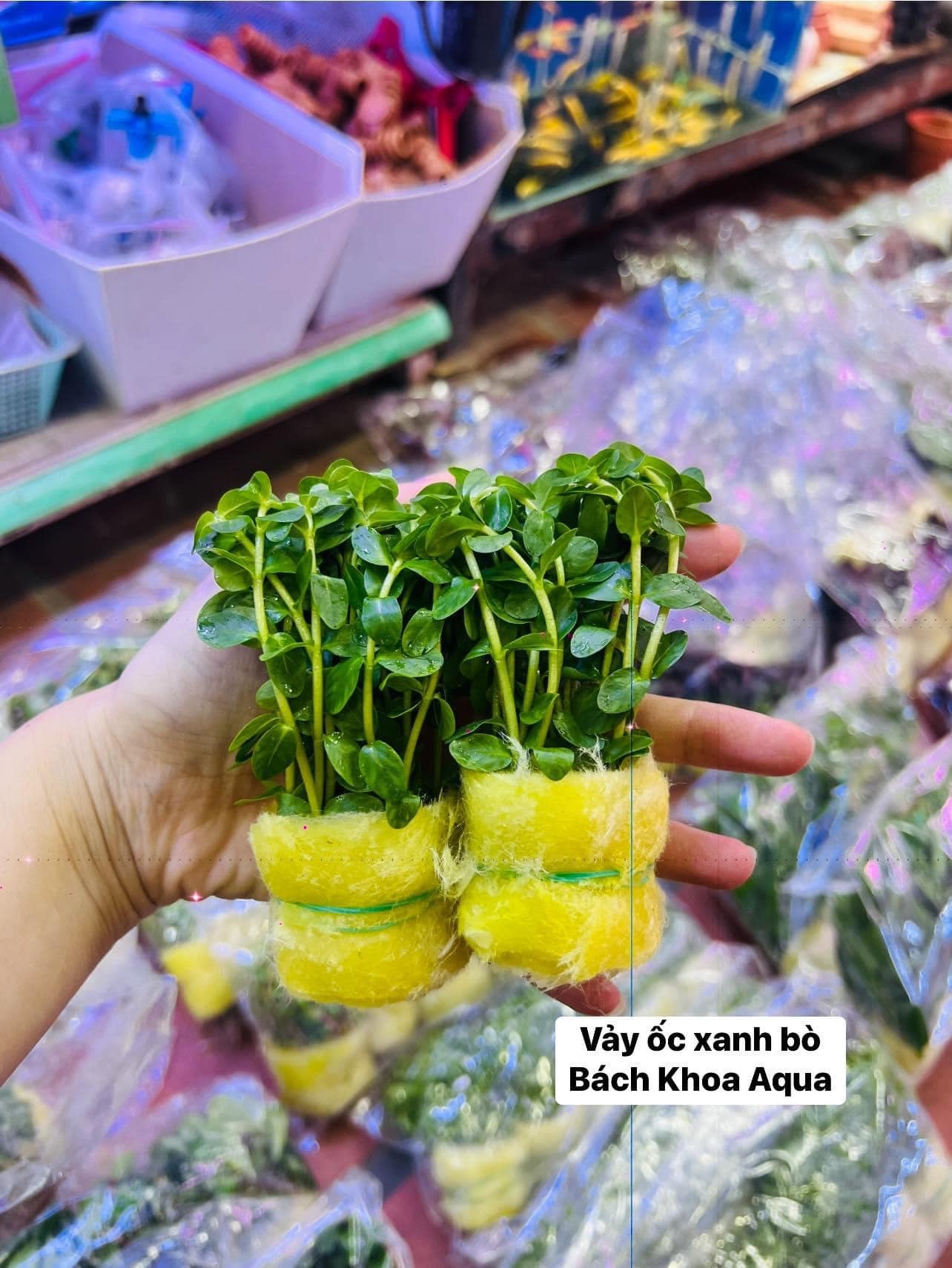 Cây cắt cắm - Vảy ốc xanh bò